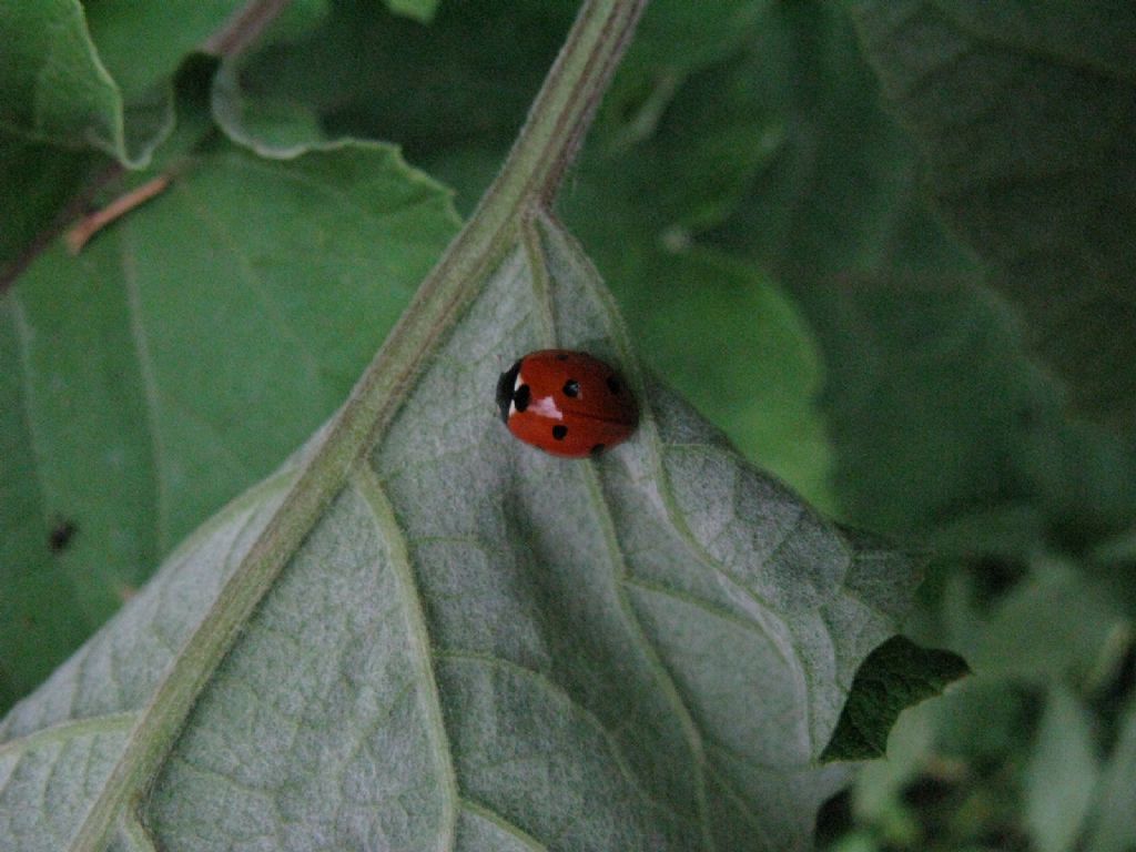 Coccinella septempunctata? Sì.