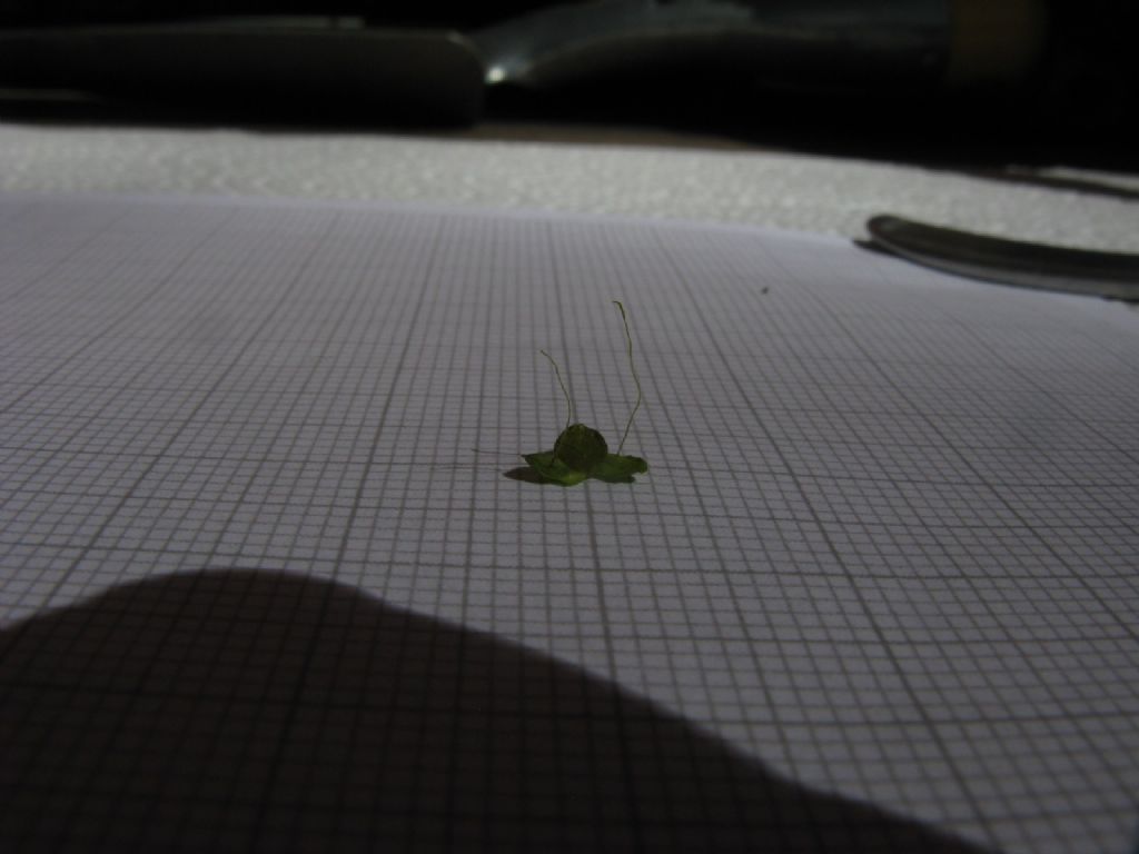 Lemna minor (Araceae)