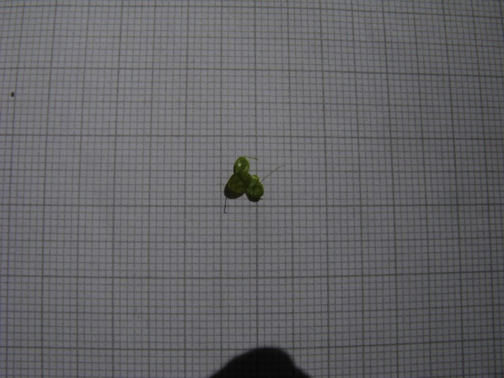 Lemna minor (Araceae)