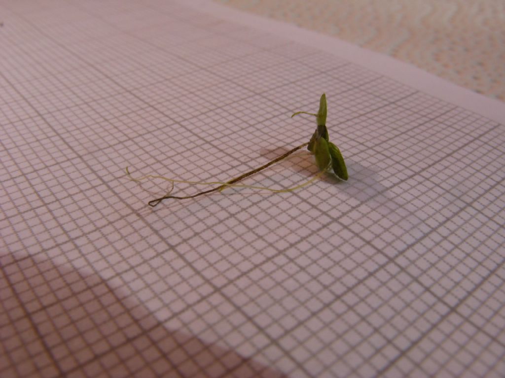 Lemna minor (Araceae)