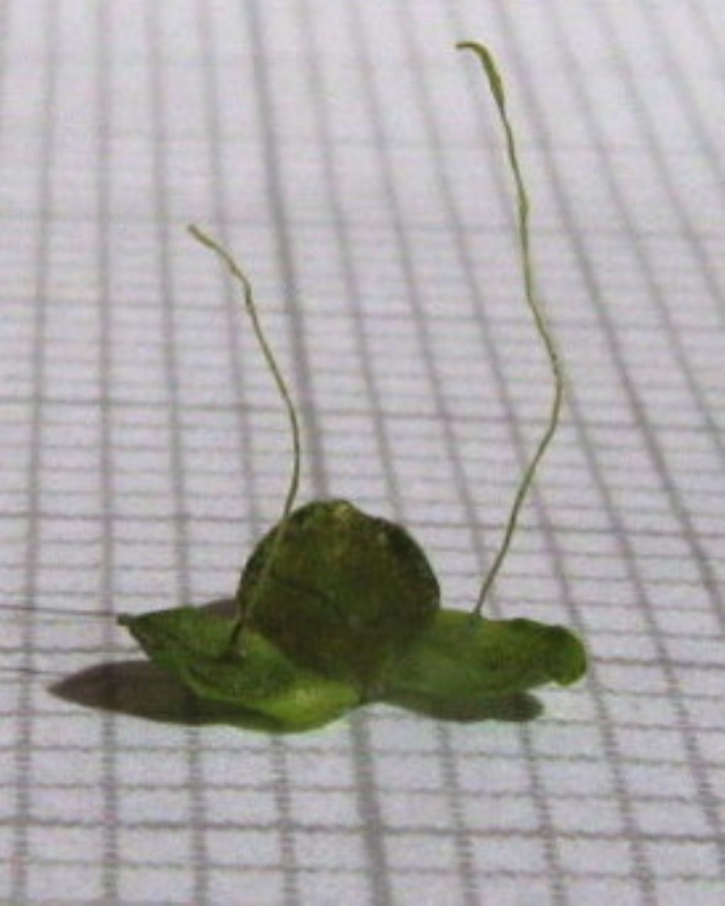 Lemna minor (Araceae)