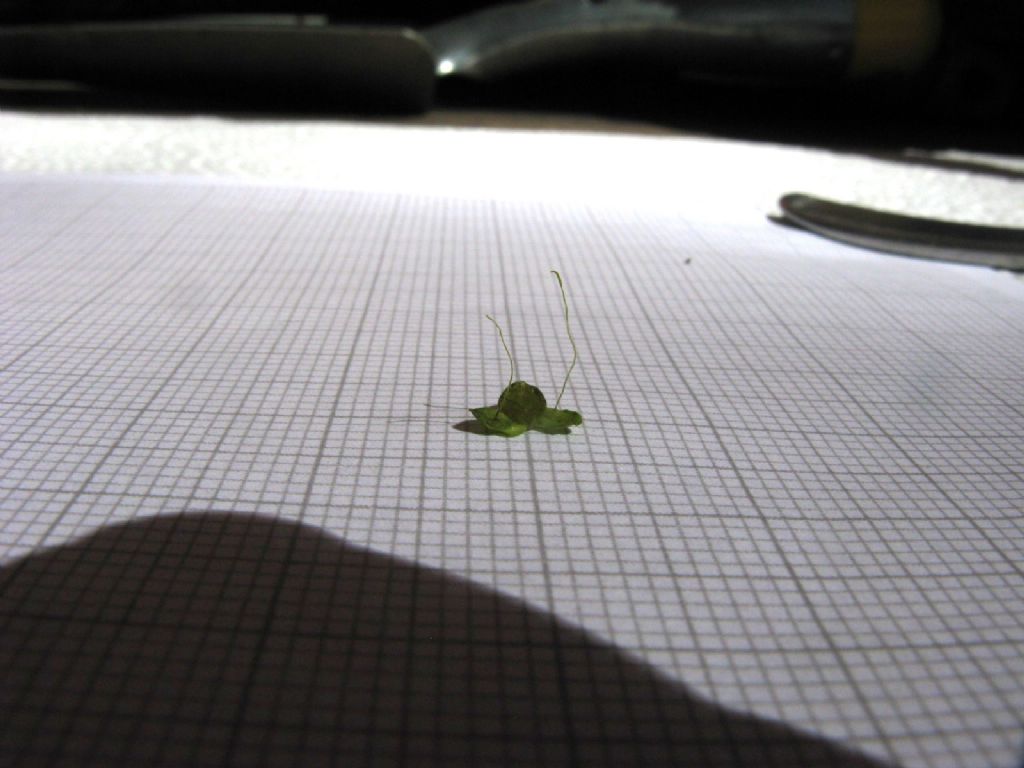 Lemna minor (Araceae)