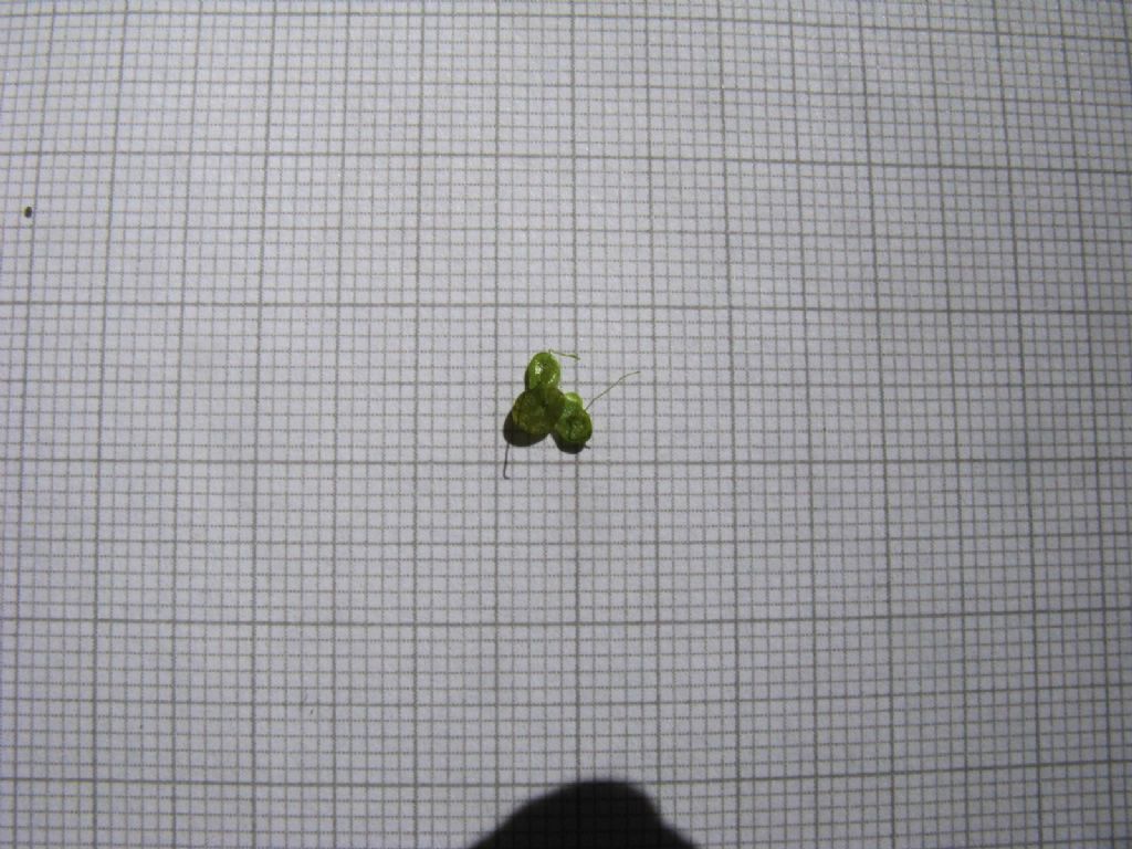 Lemna minor (Araceae)