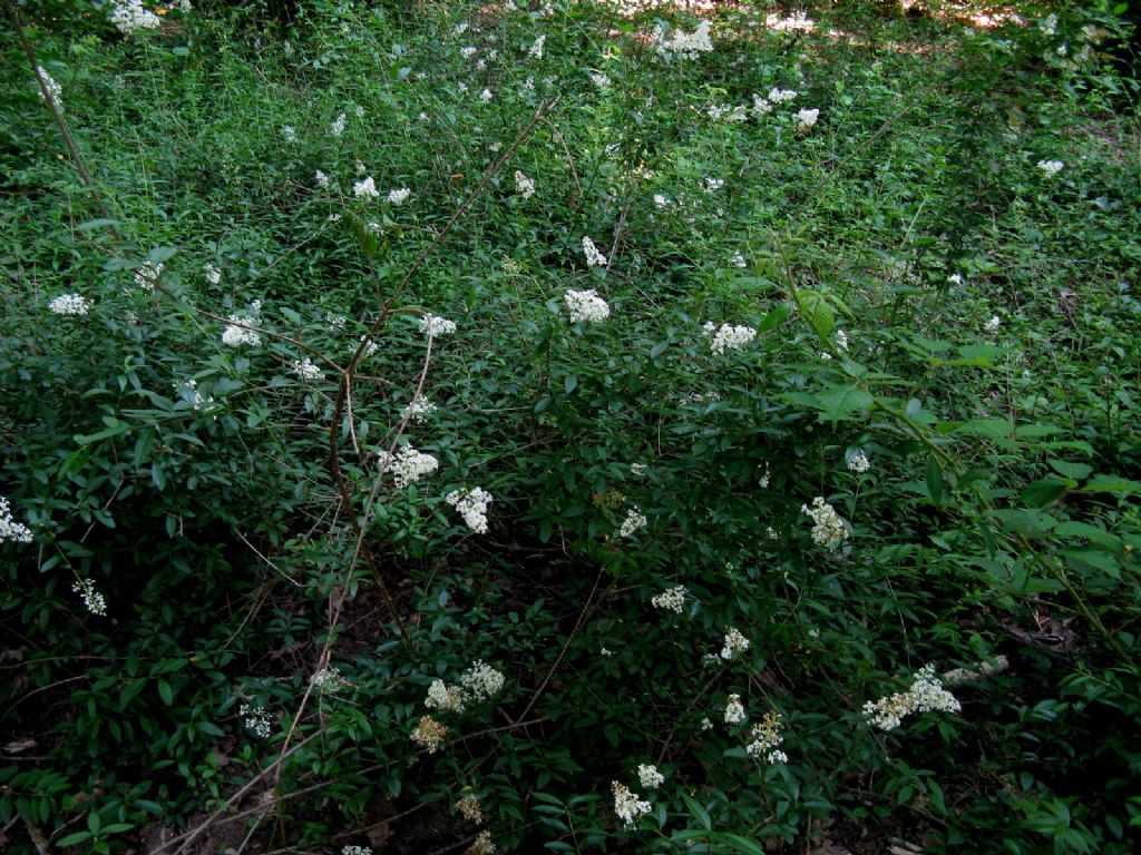 Ligustrum vulgare? S