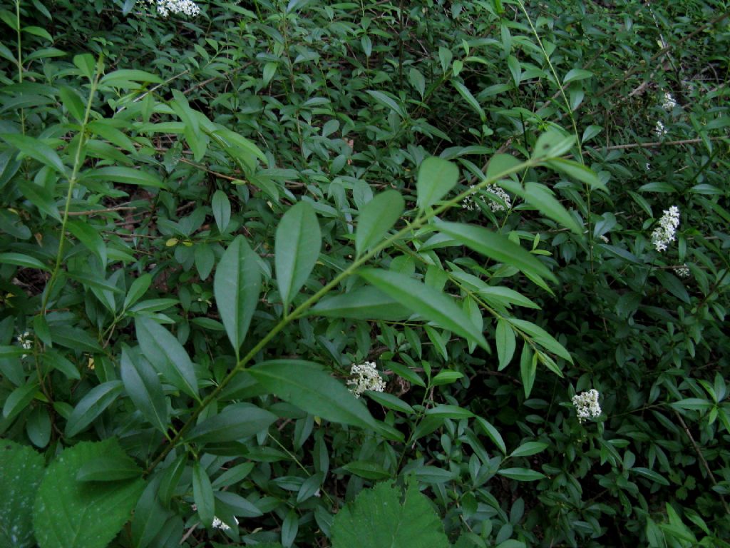 Ligustrum vulgare? S