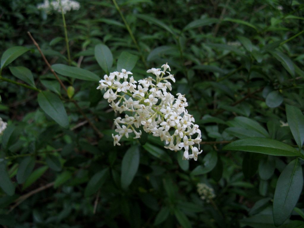 Ligustrum vulgare? S