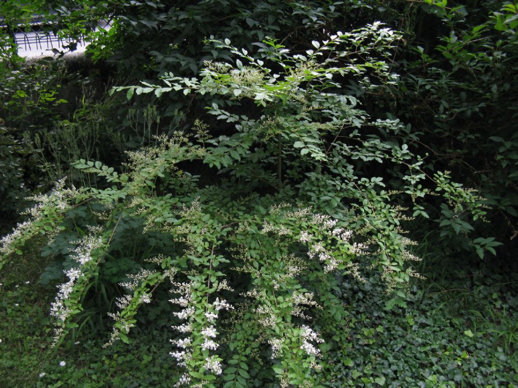 Ligustrum? S, Ligustrum sinense (Oleaceae)