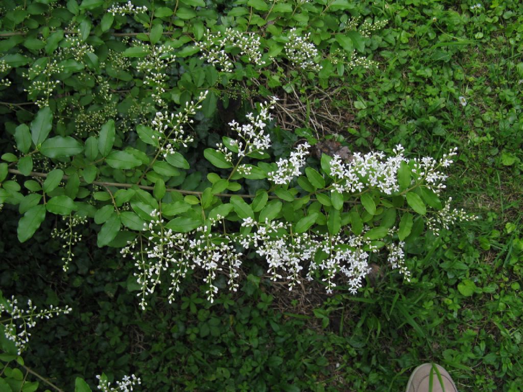 Ligustrum? S, Ligustrum sinense (Oleaceae)