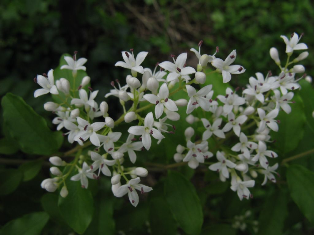 Ligustrum? S, Ligustrum sinense (Oleaceae)