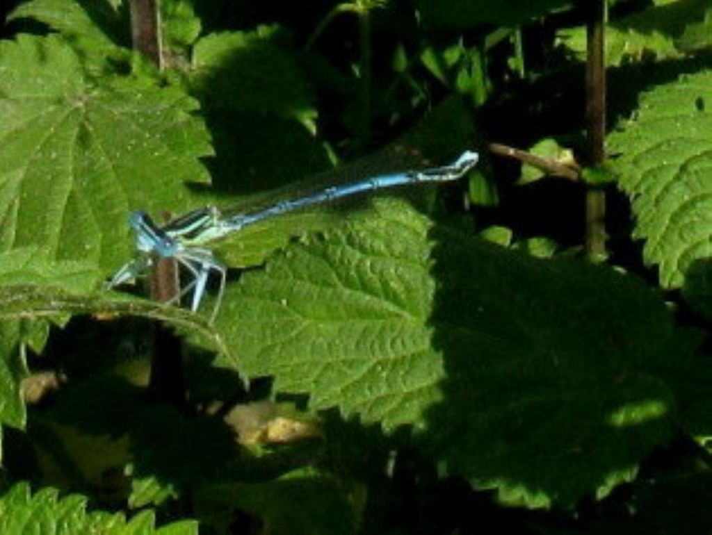 Platycnemis pennipes malformata? s