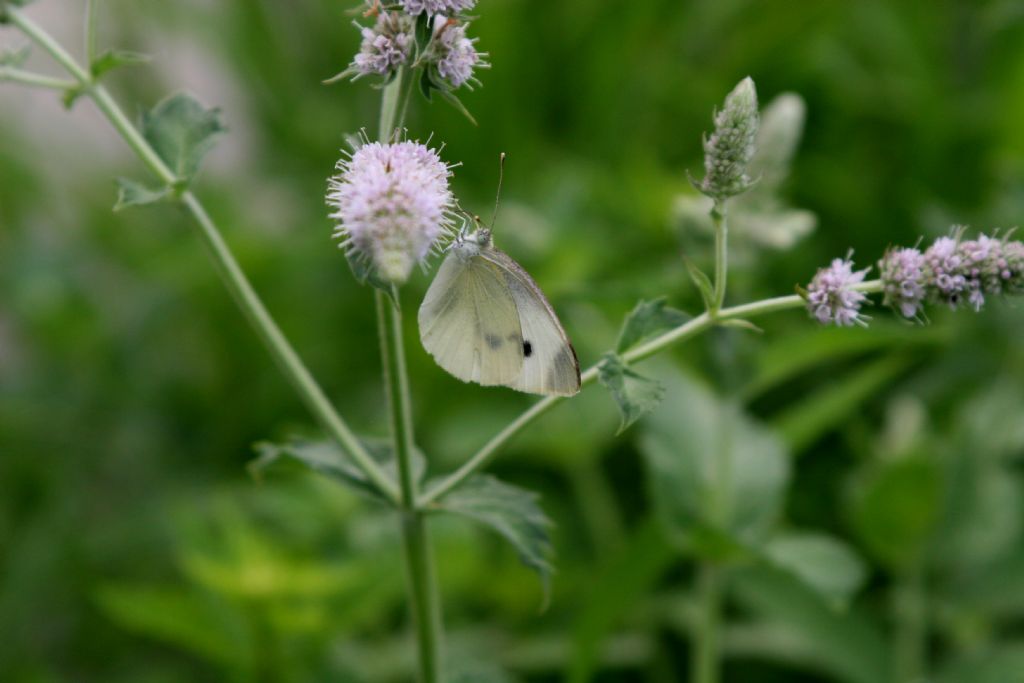 Pieris rapae? S