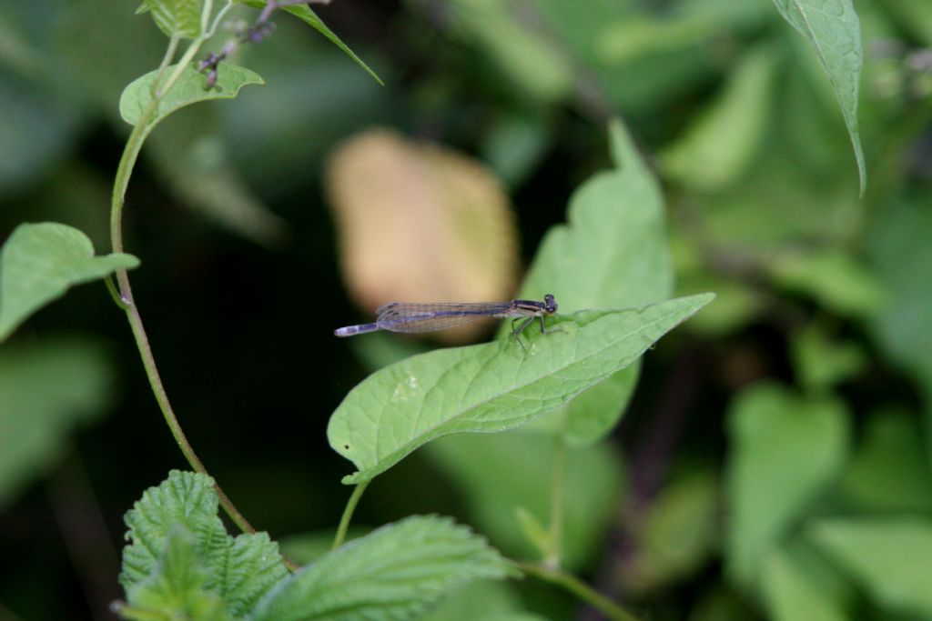 Platycnemis pennipes maschio immaturo? No, femmina di Ischnura elegans