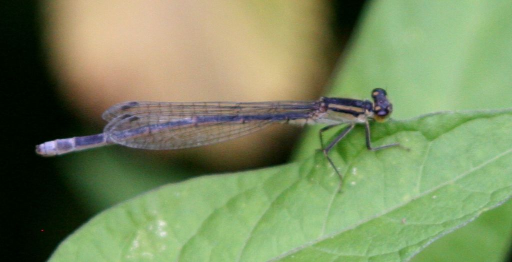 Platycnemis pennipes maschio immaturo? No, femmina di Ischnura elegans