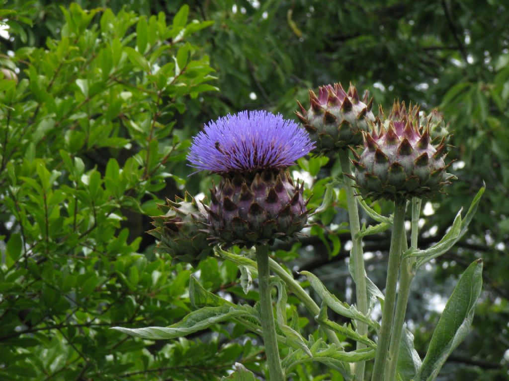 Carciofo / Cynara cardunculus  (Asteraceae)