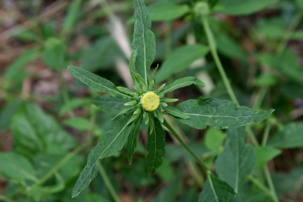 Bidens?  S�, Bidens sp.
