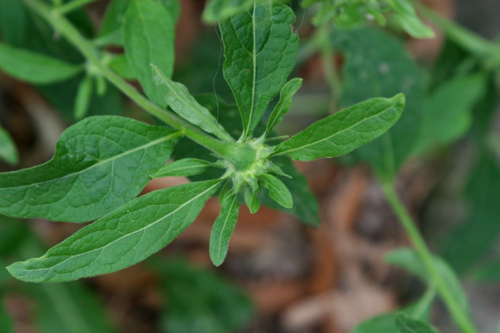 Bidens?  S�, Bidens sp.