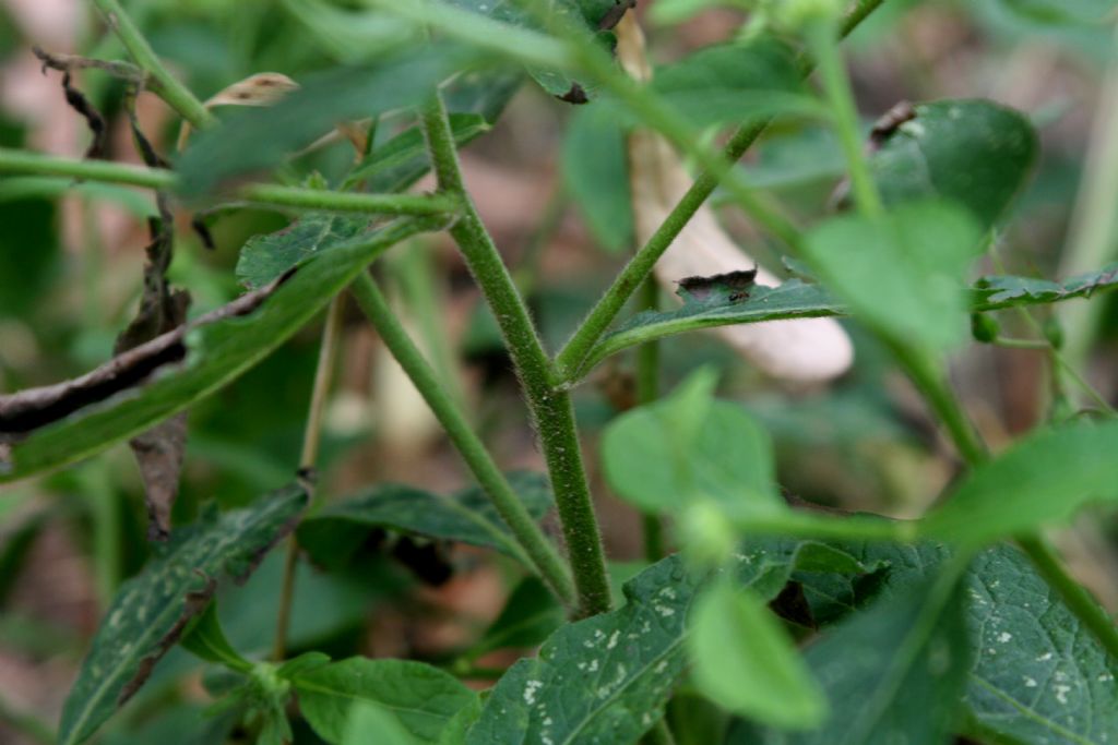 Bidens?  S�, Bidens sp.
