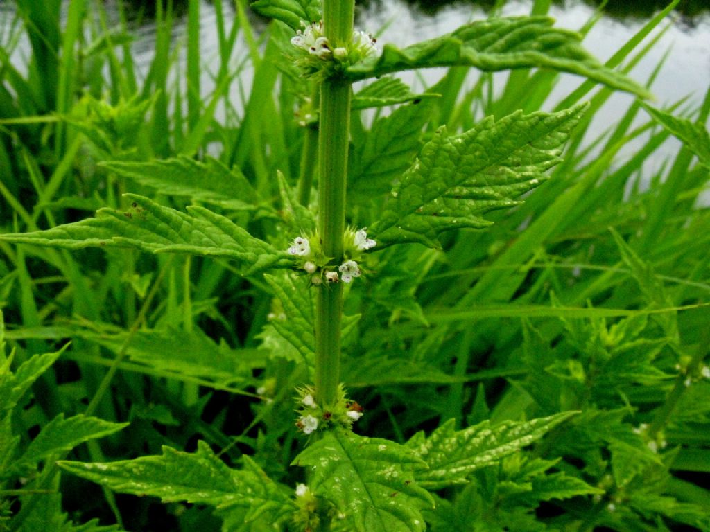 Scrophulariaceae? No, Lamiaceae: Lycopus europaeus