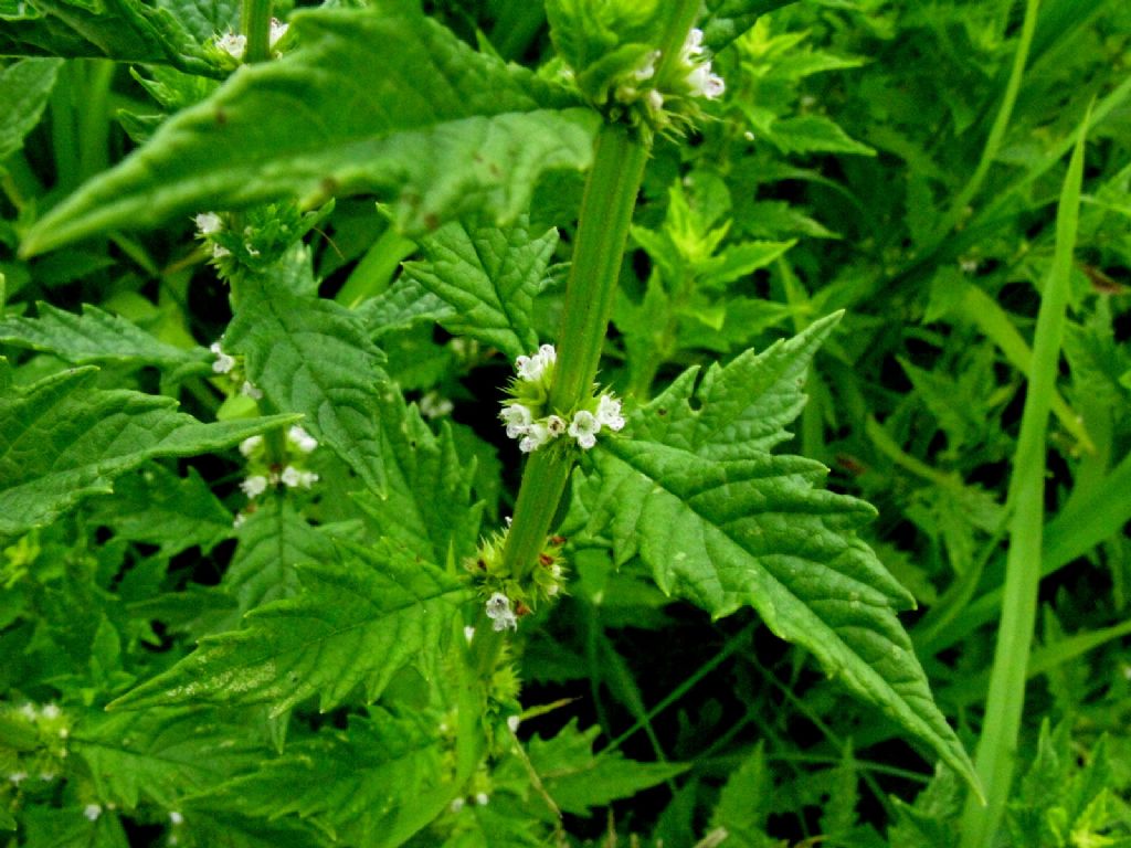 Scrophulariaceae? No, Lamiaceae: Lycopus europaeus