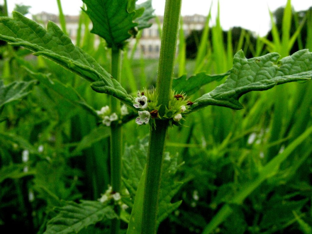 Scrophulariaceae? No, Lamiaceae: Lycopus europaeus