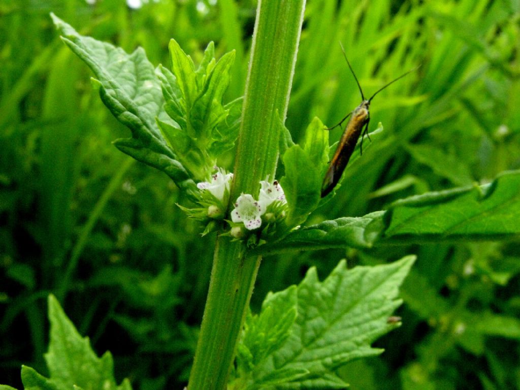 Scrophulariaceae? No, Lamiaceae: Lycopus europaeus