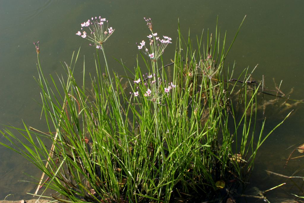 Butomus umbellatus / Giunco fiorito  (Alismatales  Butomaceae)