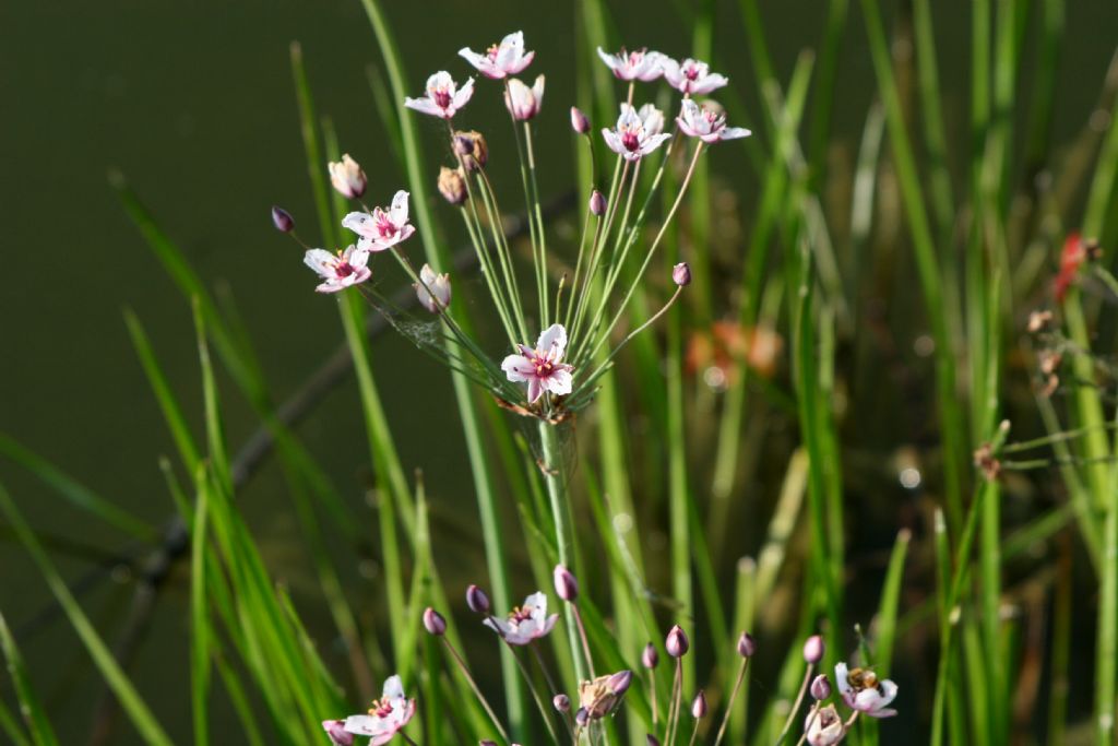 Butomus umbellatus / Giunco fiorito  (Alismatales  Butomaceae)