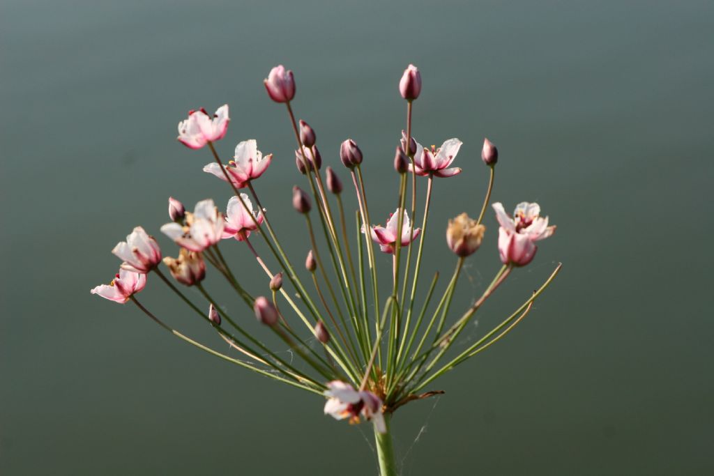 Butomus umbellatus / Giunco fiorito  (Alismatales  Butomaceae)