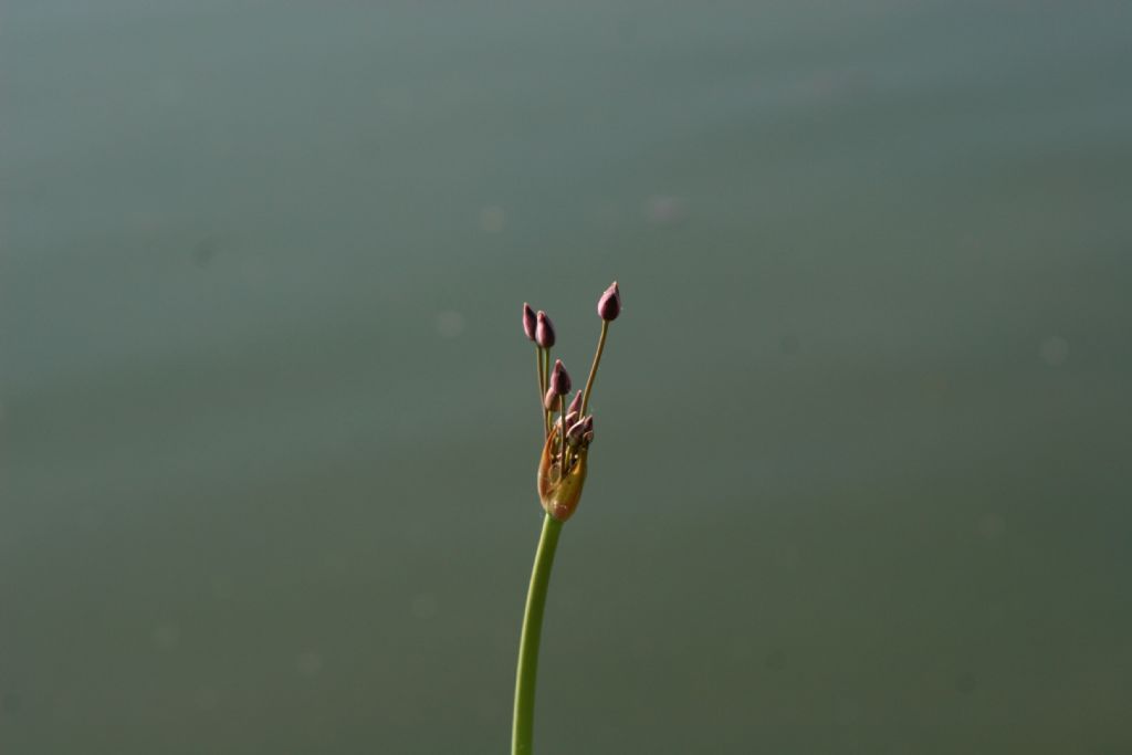 Butomus umbellatus / Giunco fiorito  (Alismatales  Butomaceae)