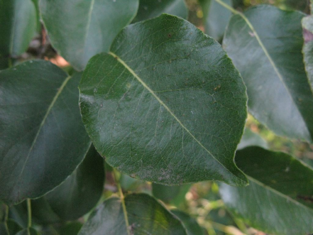 Melo da identificare