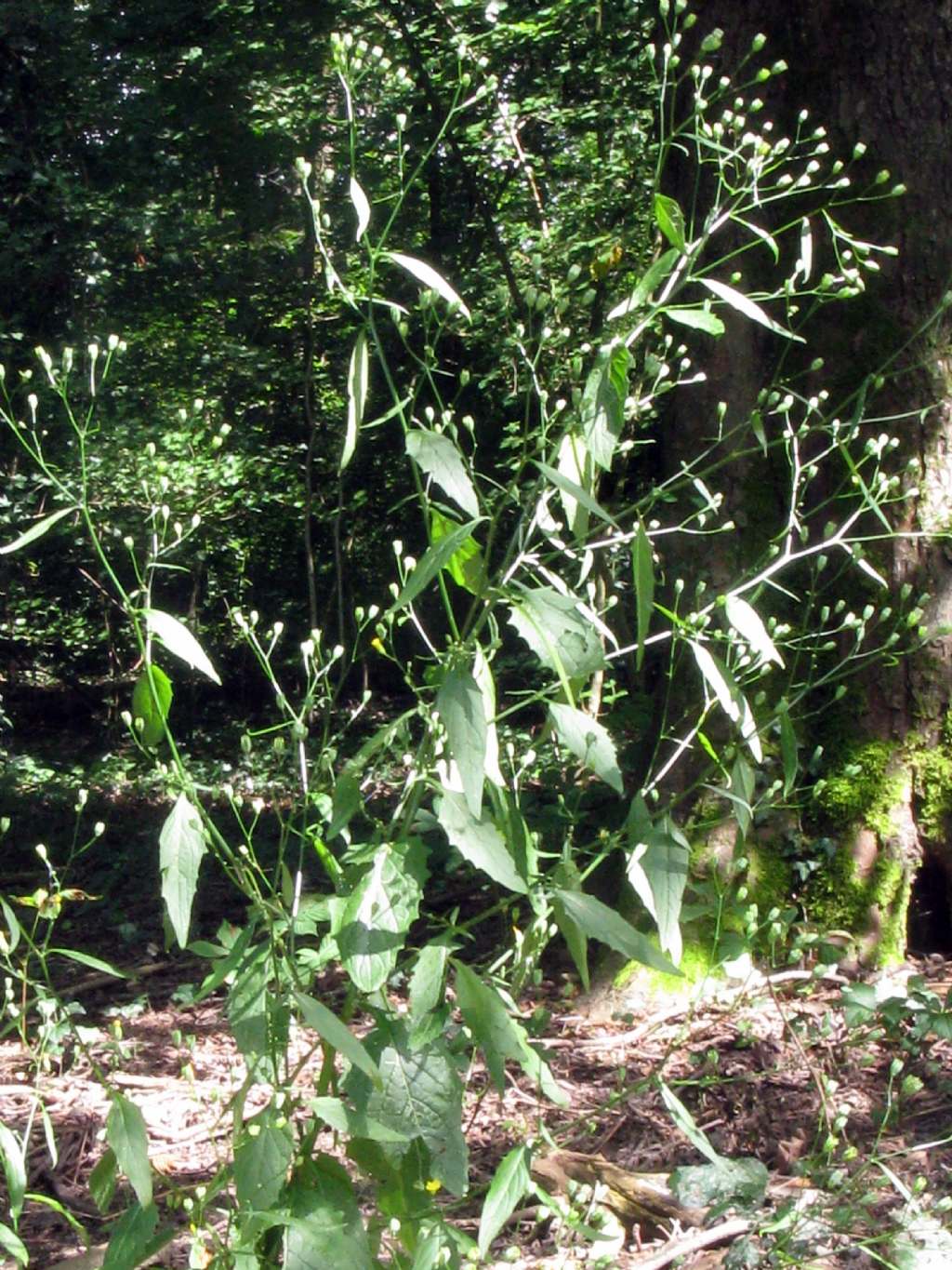 Asteraceae: Crepis capillaris?  No, cfr. Senecio nemorensis