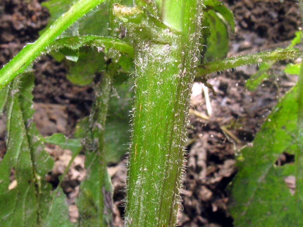 Asteraceae: Crepis capillaris?  No, cfr. Senecio nemorensis