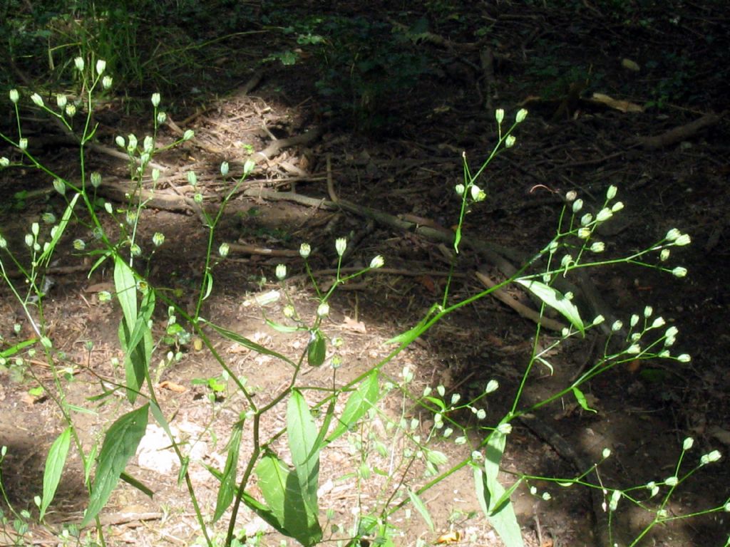 Asteraceae: Crepis capillaris?  No, cfr. Senecio nemorensis