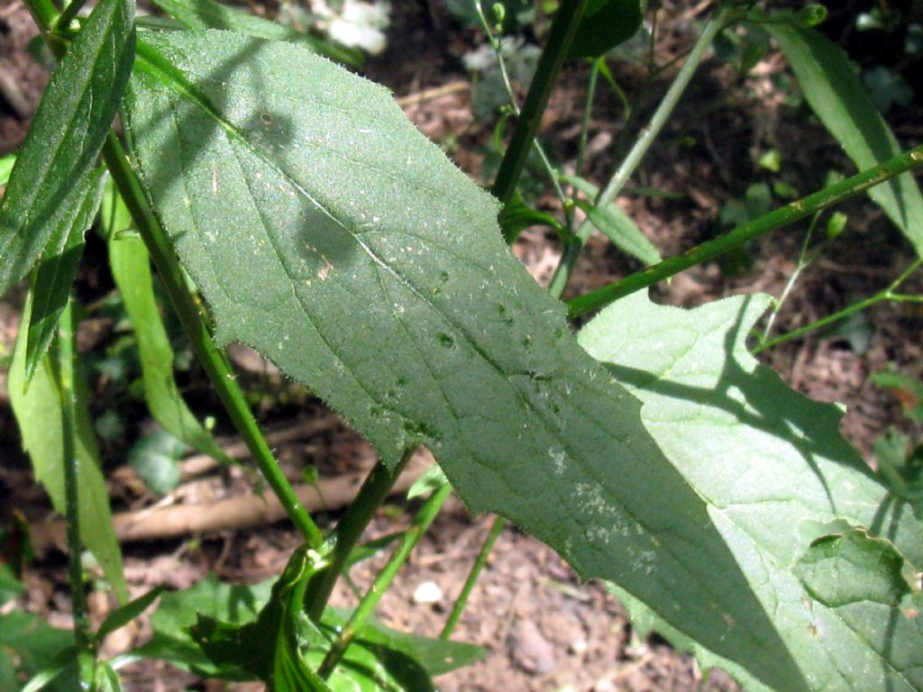 Asteraceae: Crepis capillaris?  No, cfr. Senecio nemorensis