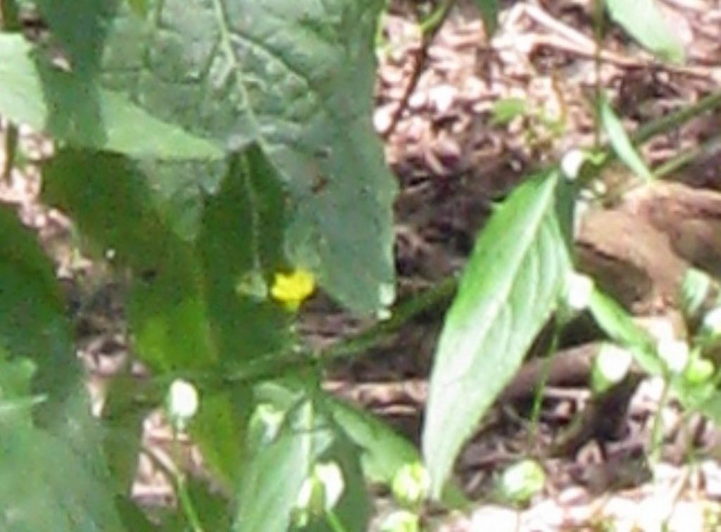 Asteraceae: Lapsana communis (cfr.)