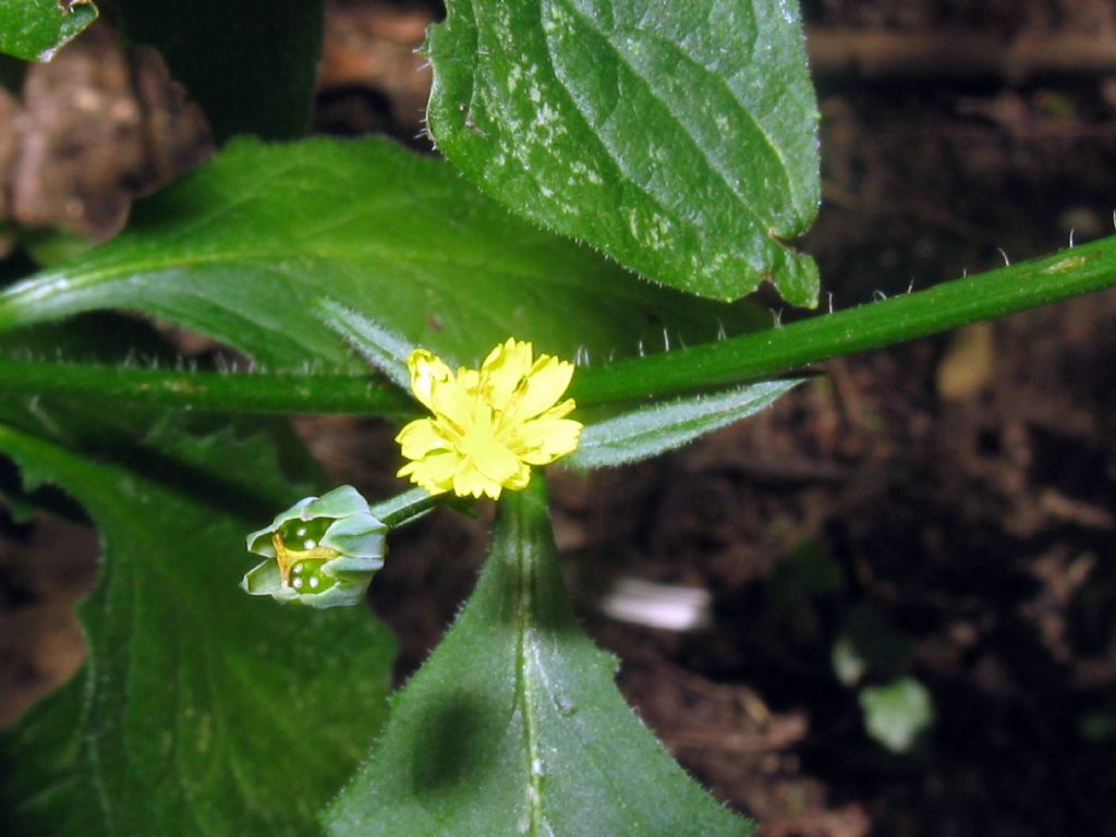 Asteraceae: Lapsana communis (cfr.)