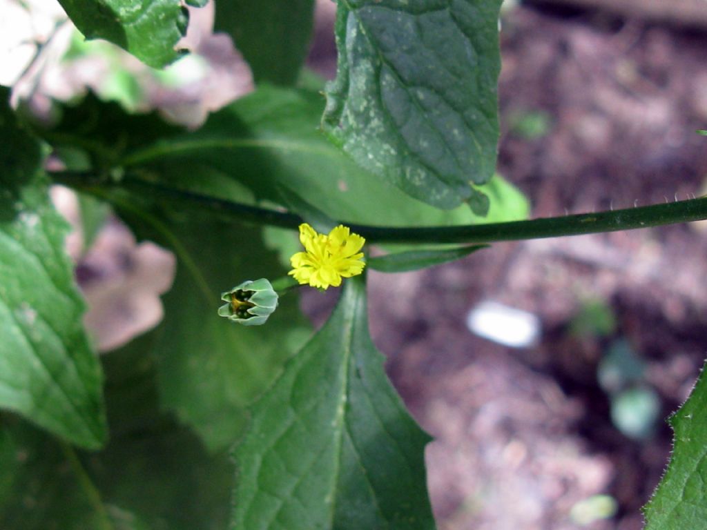 Asteraceae: Lapsana communis (cfr.)