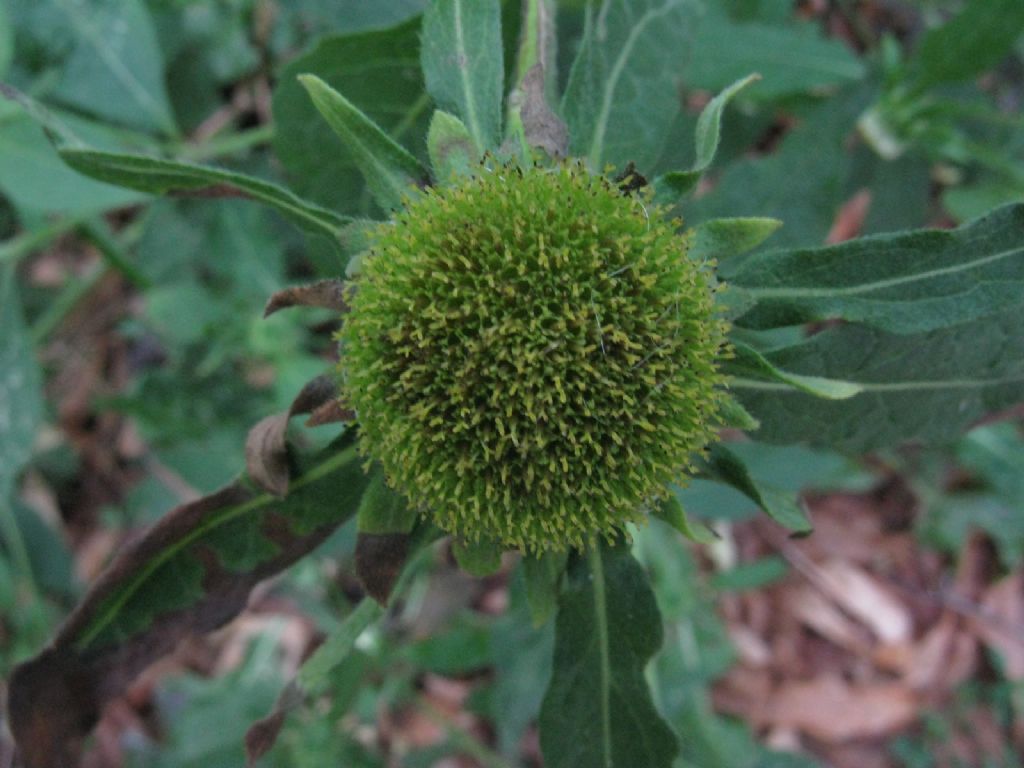 Bidens?  S�, Bidens sp.