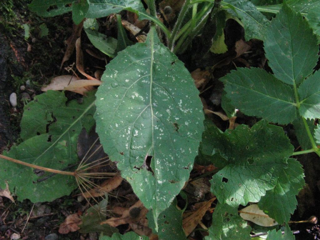 Bidens?  S�, Bidens sp.