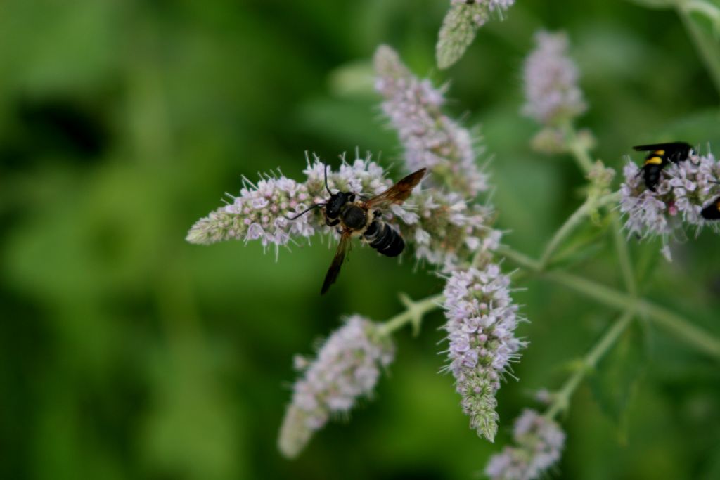 Imenottero...? S,  Megachile sculpturalis (Apidae Megachilinae)