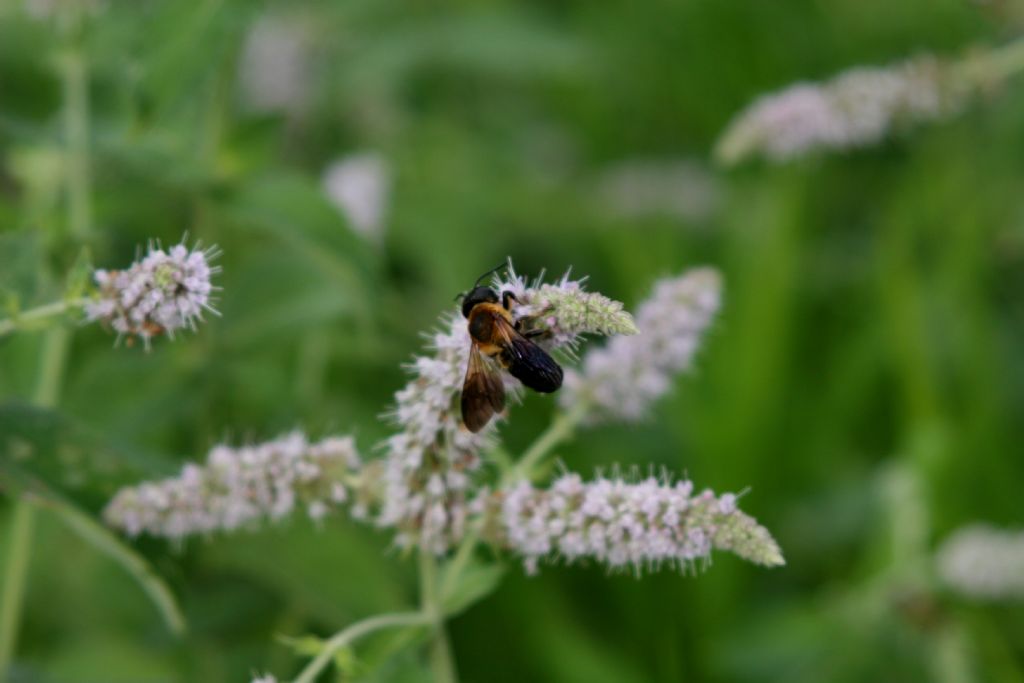 Megachile sculpturalis (Apidae Megachilinae)