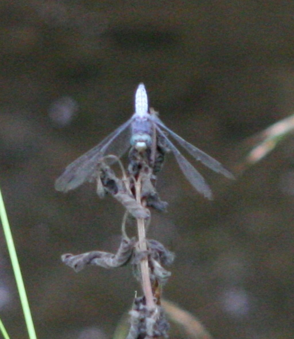 Orthetrum brunneum? No, Orthetrum coerulescens