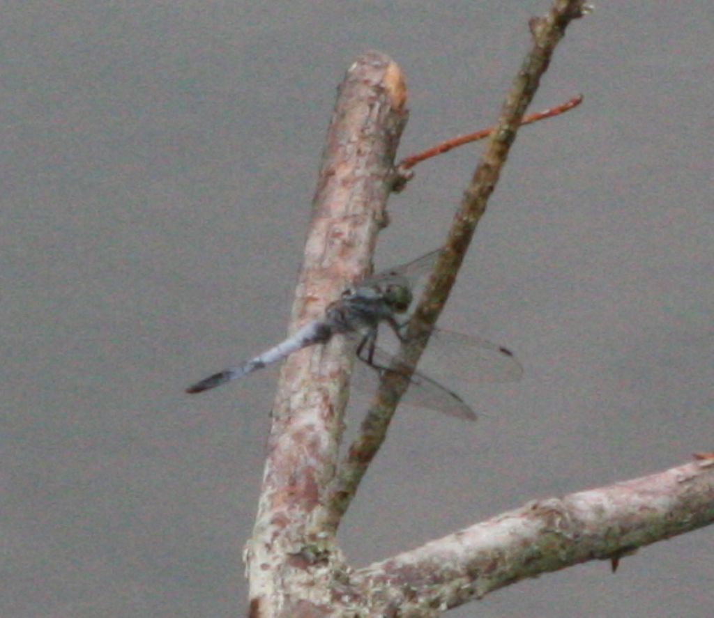 Orthetrum cancellatum o coerulescens? O. cancellatum