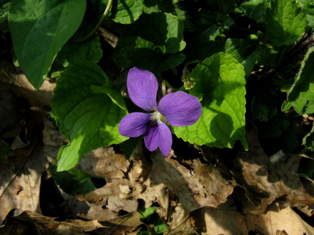 Viola sororia