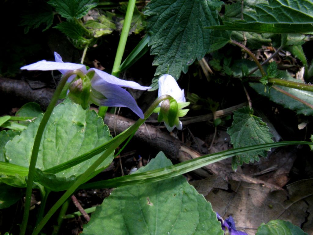 Viola sororia