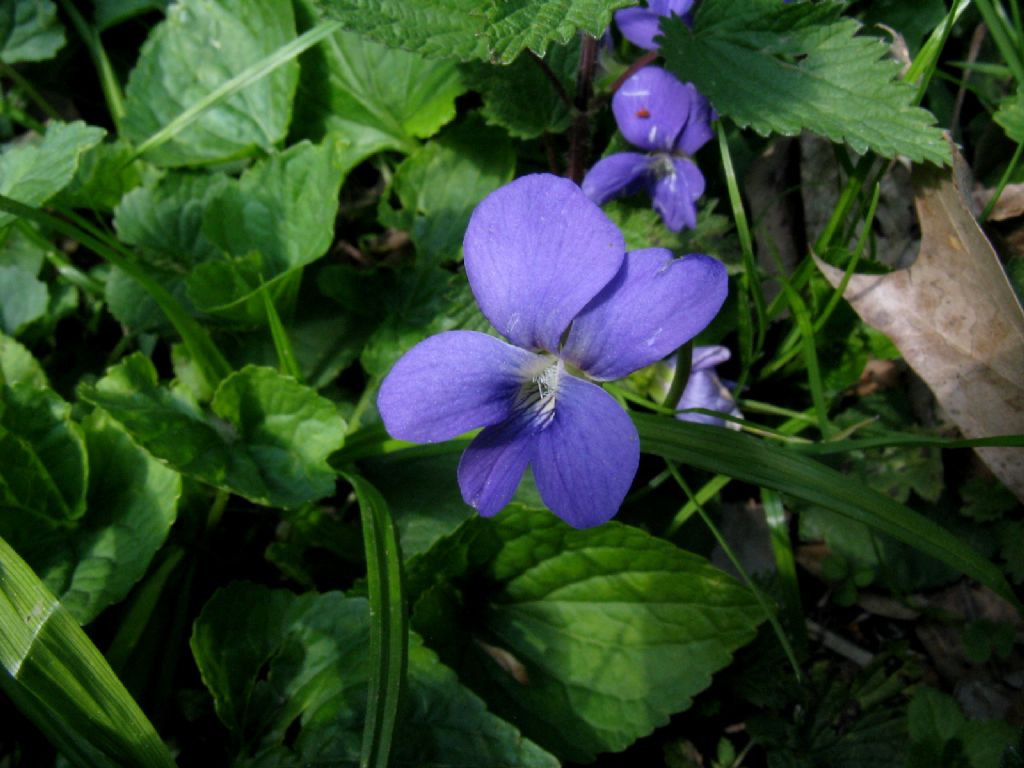 Viola sororia
