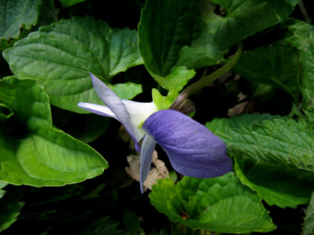 Viola sororia