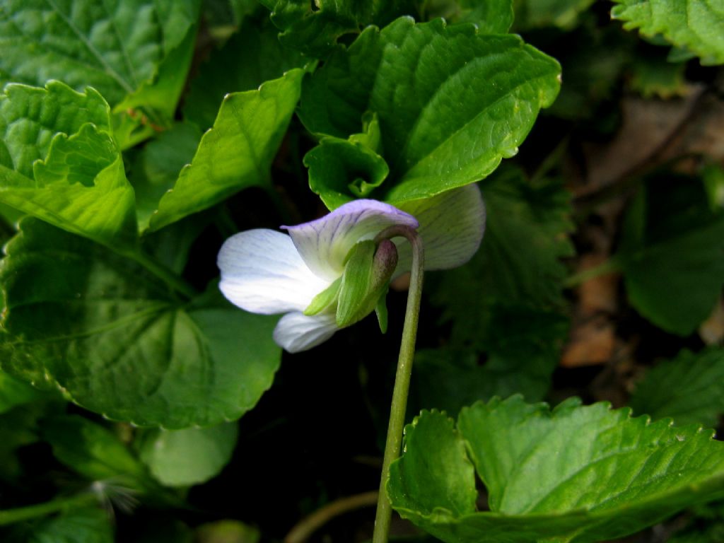 Viola sororia