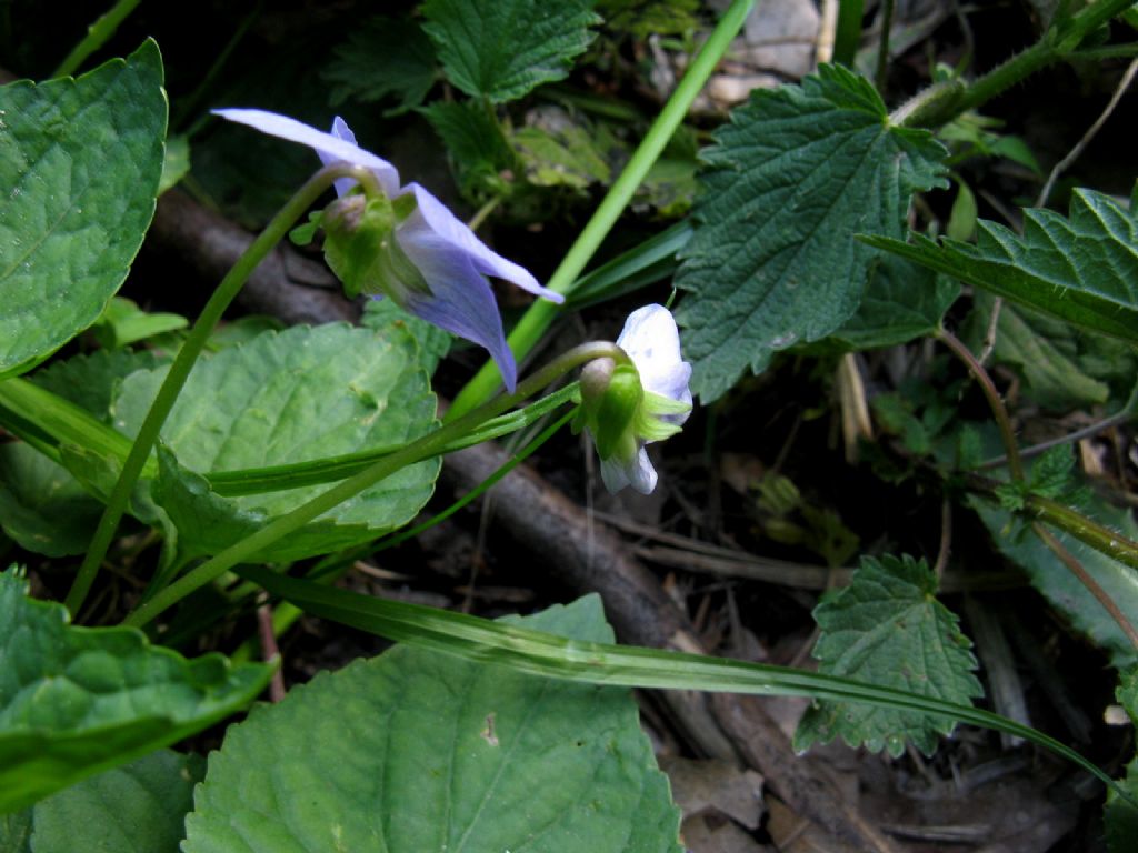 Viola sororia