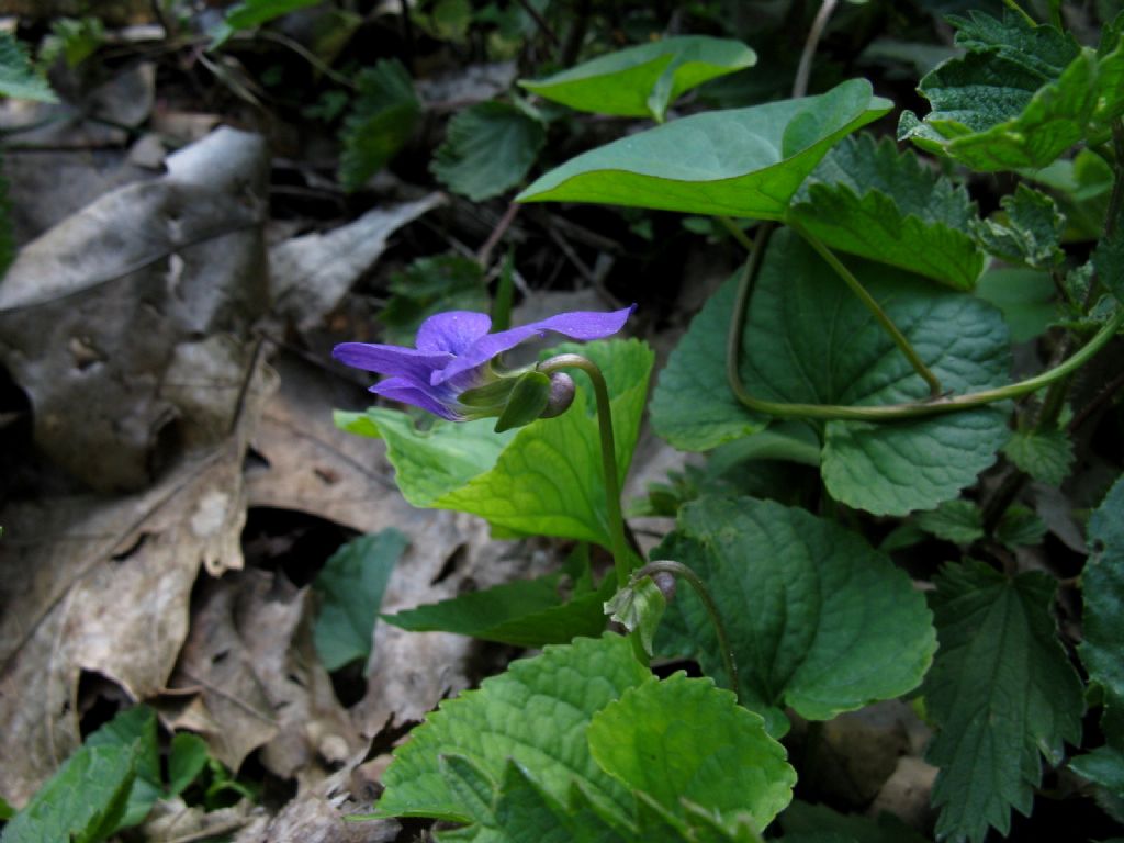 Viola sororia
